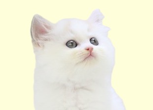 埼玉県のサイベリアン (かねだい草加店/2025年6月10日生まれ/女の子/ダイリュートキャリコ)の子猫の2枚目の画像