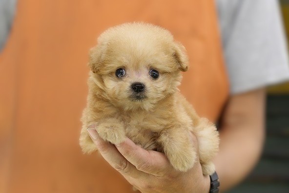 埼玉県の犬ハーフ (かねだい草加店/2025年6月9日生まれ/男の子/アプリコット)の子犬