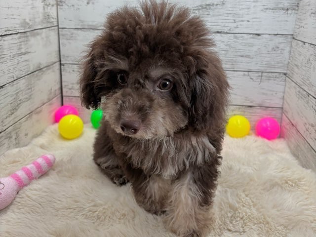 新潟県のハーフ犬・ミックス犬 (かねだいペットトライアル魚沼/2025年3月24日生まれ/男の子/ブラウン)の子犬の2枚目の画像