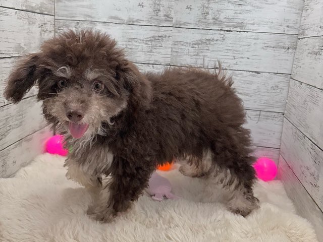 新潟県のハーフ犬・ミックス犬 (かねだいペットトライアル魚沼/2025年3月24日生まれ/男の子/ブラウン)の子犬の3枚目の画像