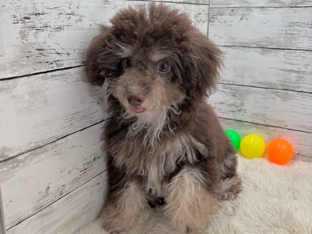 新潟県のハーフ犬・ミックス犬 (かねだいペットトライアル魚沼/2025年3月24日生まれ/男の子/ブラウン)の子犬の4枚目の画像
