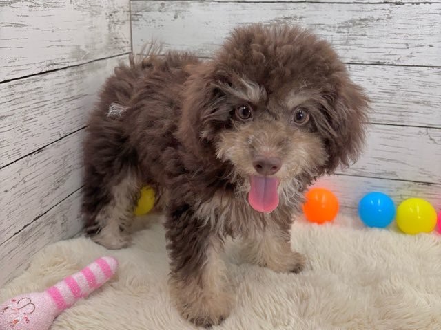 新潟県のハーフ犬・ミックス犬 (かねだいペットトライアル魚沼/2025年3月24日生まれ/男の子/ブラウン)の子犬の1枚目の画像