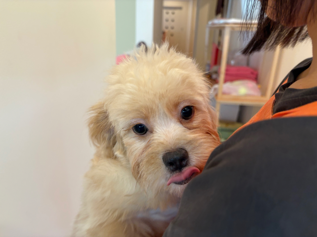 千葉県のハーフ犬・ミックス犬 (かねだいペットトライアル勝浦/2025年1月3日生まれ/男の子/アプリコット)の子犬の2枚目の画像