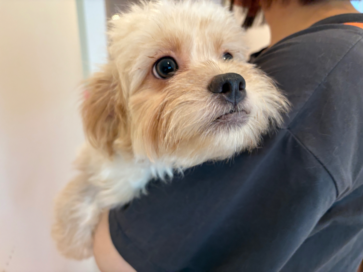 千葉県のハーフ犬・ミックス犬 (かねだいペットトライアル勝浦/2025年1月3日生まれ/男の子/アプリコット)の子犬の1枚目の画像