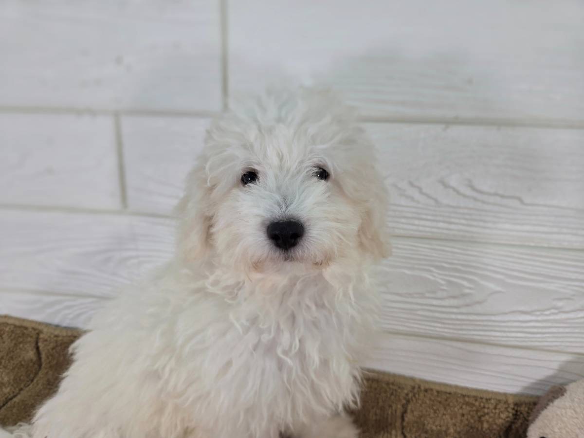 千葉県のハーフ犬・ミックス犬 (かねだいペットトライアル勝浦/2025年4月11日生まれ/男の子/ホワイト)の子犬の2枚目の画像