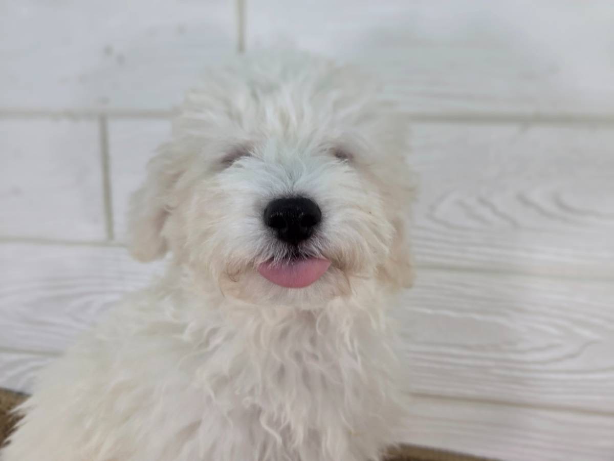 千葉県のハーフ犬・ミックス犬 (かねだいペットトライアル勝浦/2025年4月11日生まれ/男の子/ホワイト)の子犬の3枚目の画像