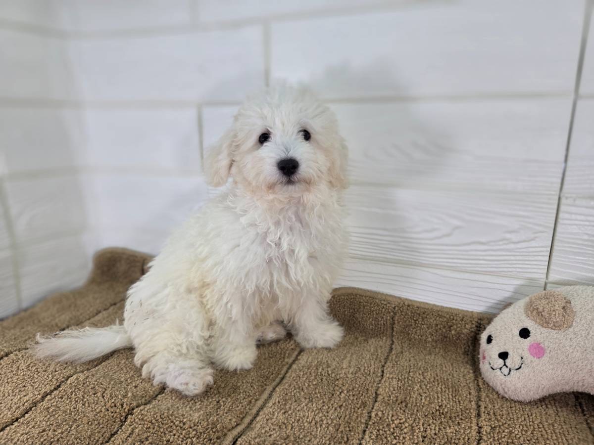 千葉県のハーフ犬・ミックス犬 (かねだいペットトライアル勝浦/2025年4月11日生まれ/男の子/ホワイト)の子犬の1枚目の画像