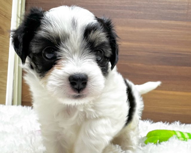 群馬県のハーフ犬・ミックス犬 (かねだいペットトライアル桐生/2025年6月10日生まれ/女の子/ホワイトブラックタン)の子犬の1枚目の画像