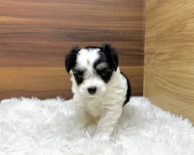 群馬県のハーフ犬・ミックス犬 (かねだいペットトライアル桐生/2025年6月10日生まれ/女の子/ホワイトブラックタン)の子犬の2枚目の画像