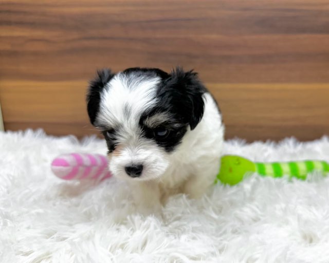 群馬県のハーフ犬・ミックス犬 (かねだいペットトライアル桐生/2025年6月10日生まれ/女の子/ホワイトブラックタン)の子犬の3枚目の画像