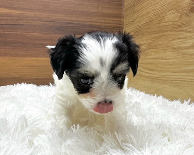 群馬県のハーフ犬・ミックス犬 (かねだいペットトライアル桐生/2025年6月10日生まれ/女の子/ホワイトブラックタン)の子犬の4枚目の画像