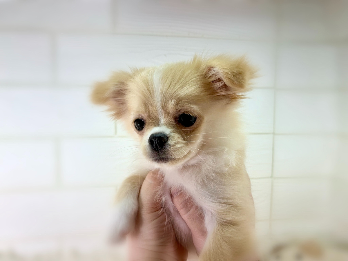 千葉県のハーフ犬・ミックス犬 (かねだいペットトライアル勝浦/2025年4月1日生まれ/女の子/クリーム)の子犬の1枚目の画像
