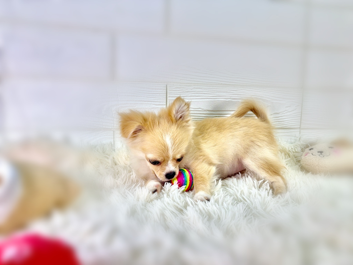 千葉県のハーフ犬・ミックス犬 (かねだいペットトライアル勝浦/2025年4月1日生まれ/女の子/クリーム)の子犬の3枚目の画像