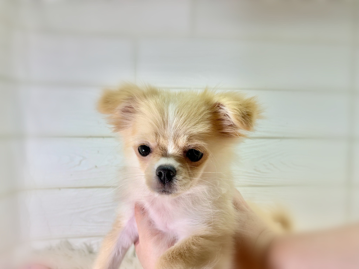 千葉県のハーフ犬・ミックス犬 (かねだいペットトライアル勝浦/2025年4月1日生まれ/女の子/クリーム)の子犬の2枚目の画像