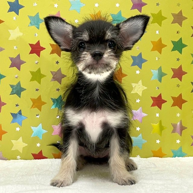 東京都のハーフ犬・ミックス犬 (かねだい足立店/2025年4月12日生まれ/女の子/ブラックタン)の子犬の1枚目の画像