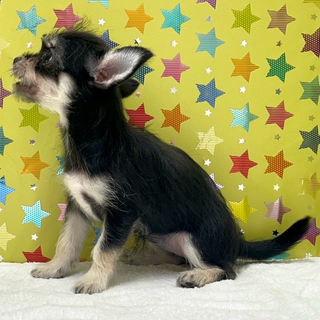東京都のハーフ犬・ミックス犬 (かねだい足立店/2025年4月12日生まれ/女の子/ブラックタン)の子犬の2枚目の画像
