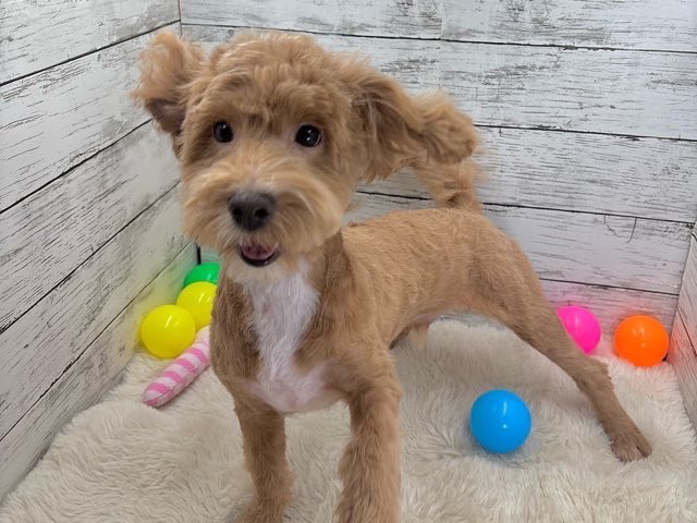 新潟県のハーフ犬・ミックス犬 (かねだいペットトライアル魚沼/2025年1月25日生まれ/男の子/アプリコットホワイト)の子犬の1枚目の画像