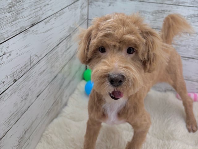 新潟県のハーフ犬・ミックス犬 (かねだいペットトライアル魚沼/2025年1月25日生まれ/男の子/アプリコットホワイト)の子犬の2枚目の画像