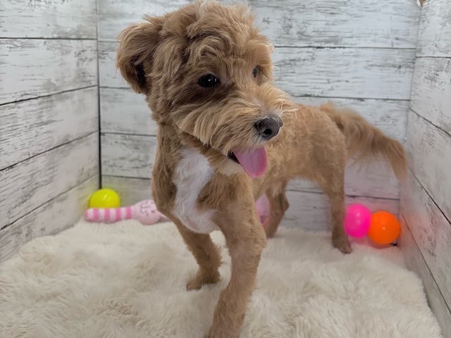 新潟県のハーフ犬・ミックス犬 (かねだいペットトライアル魚沼/2025年1月25日生まれ/男の子/アプリコットホワイト)の子犬の3枚目の画像