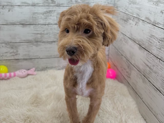 新潟県のハーフ犬・ミックス犬 (かねだいペットトライアル魚沼/2025年1月25日生まれ/男の子/アプリコットホワイト)の子犬の4枚目の画像