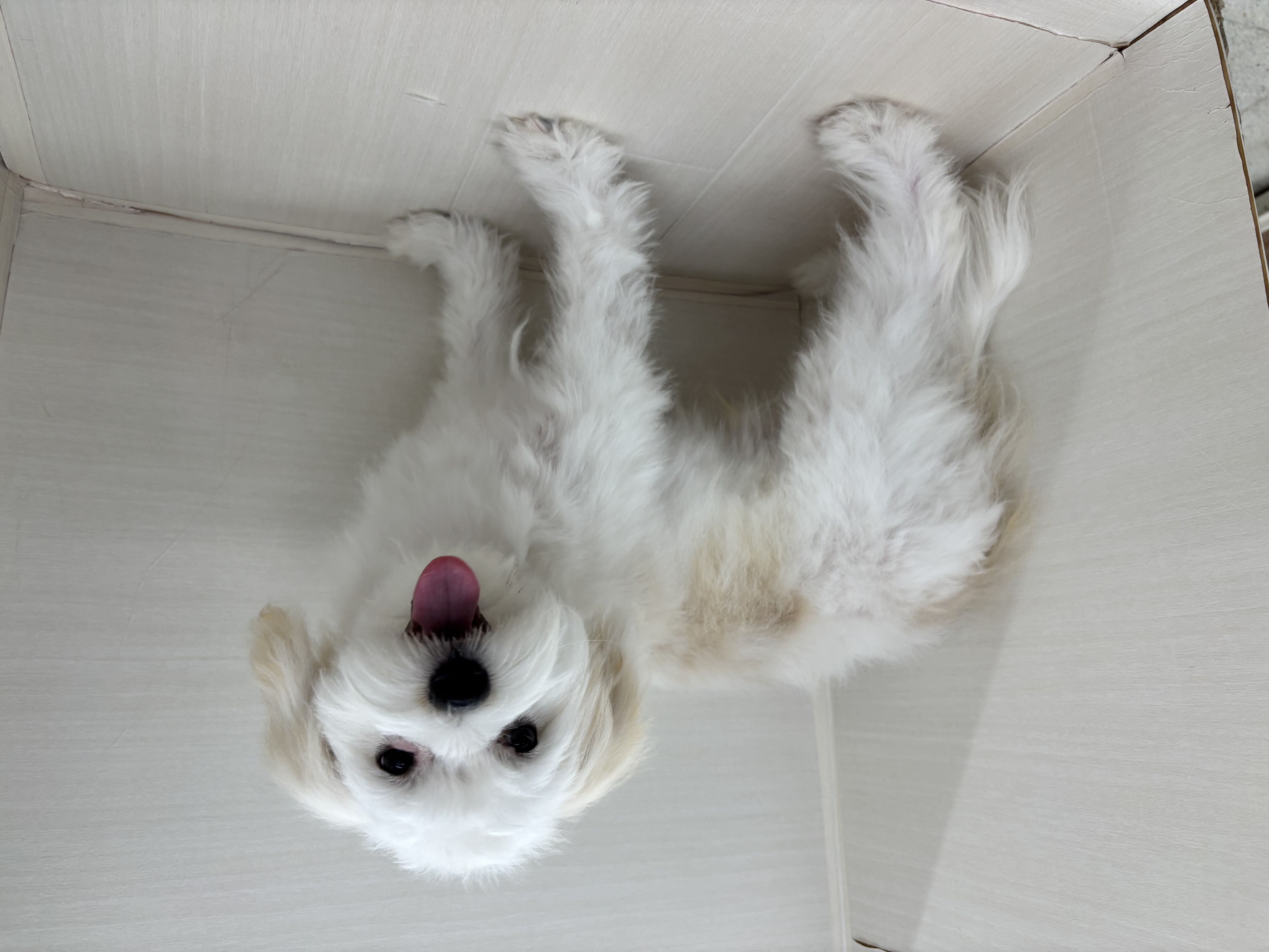 千葉県のハーフ犬・ミックス犬 (かねだい八千代店/2025年1月25日生まれ/男の子/その他色)の子犬の3枚目の画像
