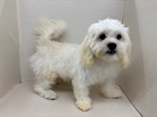 千葉県のハーフ犬・ミックス犬 (かねだい八千代店/2025年1月31日生まれ/男の子/クリーム)の子犬の3枚目の画像