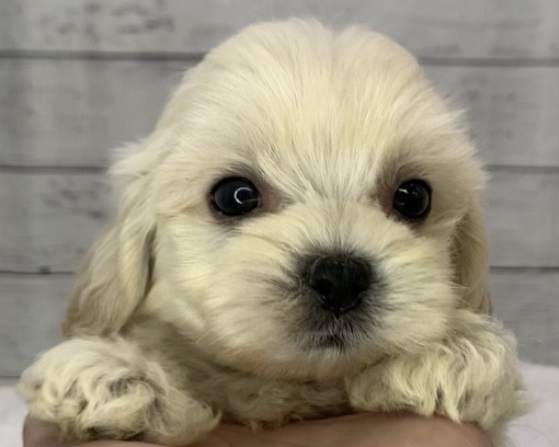 千葉県のハーフ犬・ミックス犬 (かねだい千葉店/2025年5月11日生まれ/男の子/クリーム)の子犬の1枚目の画像