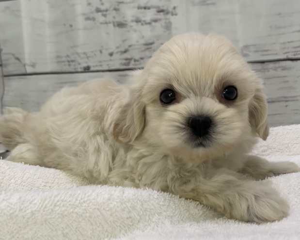 千葉県のハーフ犬・ミックス犬 (かねだい千葉店/2025年5月11日生まれ/男の子/クリーム)の子犬の2枚目の画像