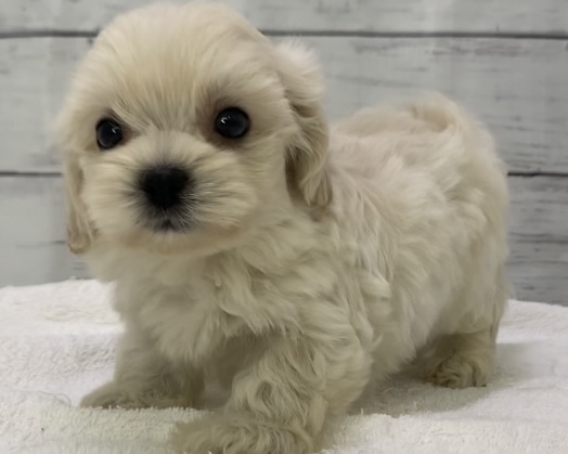 千葉県のハーフ犬・ミックス犬 (かねだい千葉店/2025年5月11日生まれ/男の子/クリーム)の子犬の3枚目の画像