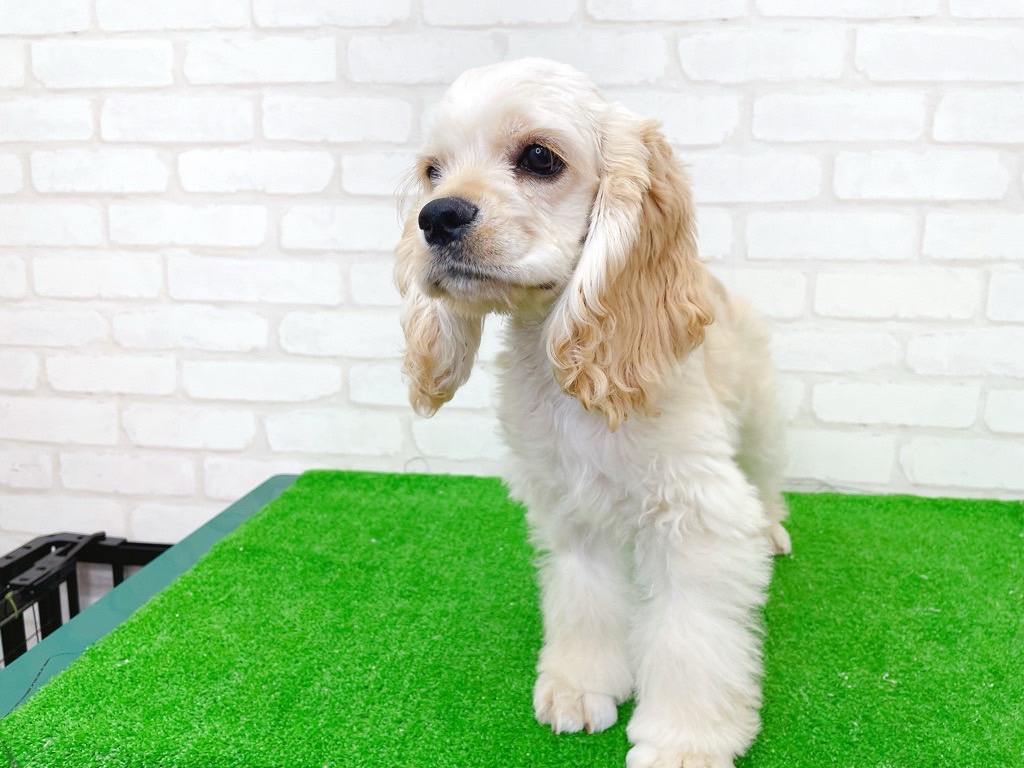 東京都のアメリカンコッカースパニエル (かねだい立川店/2025年3月15日生まれ/男の子/バフ)の子犬の3枚目の画像