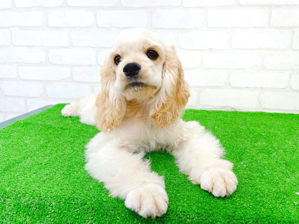 東京都のアメリカンコッカースパニエル (かねだい立川店/2025年3月15日生まれ/男の子/バフ)の子犬の4枚目の画像