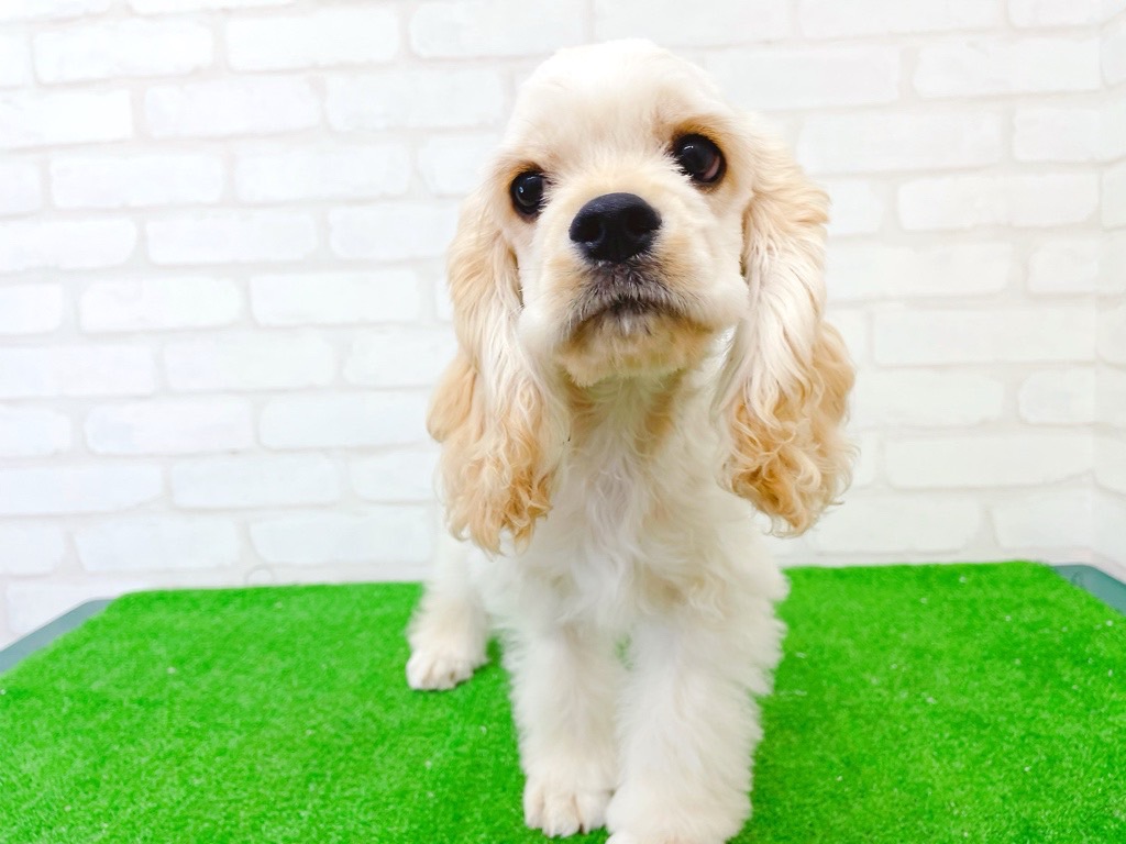 東京都のアメリカンコッカースパニエル (かねだい立川店/2025年3月15日生まれ/男の子/バフ)の子犬の1枚目の画像