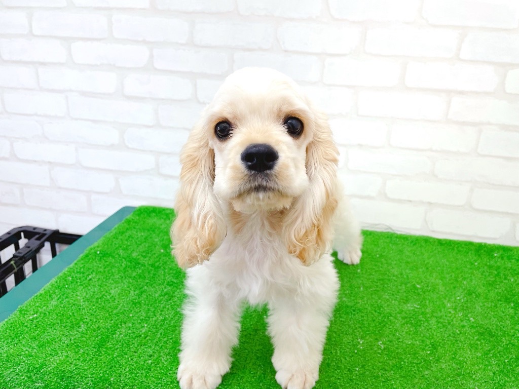 東京都のアメリカンコッカースパニエル (かねだい立川店/2025年3月15日生まれ/男の子/バフ)の子犬の2枚目の画像