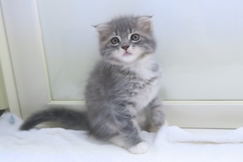 神奈川県のハーフ猫・ミックス猫 (かねだい海老名店/2025年6月12日生まれ/女の子/ブルータビーホワイト)の子猫