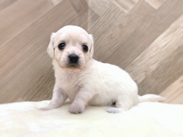 価格の安いダックスフンド ミニチュアダックス ロング 株式会社かねだい