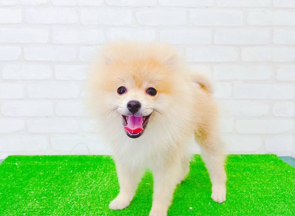 東京都のポメラニアン (かねだい立川店/2025年3月29日生まれ/男の子/オレンジ)の子犬の1枚目の画像