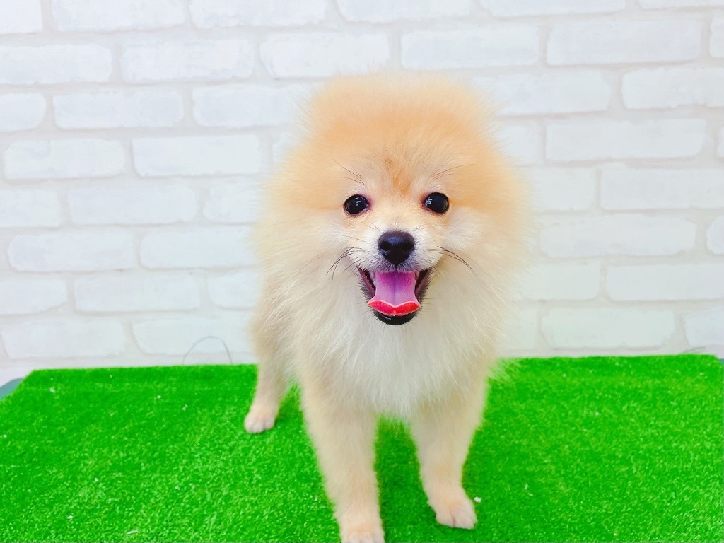 東京都のポメラニアン (かねだい立川店/2025年3月29日生まれ/男の子/オレンジ)の子犬の2枚目の画像