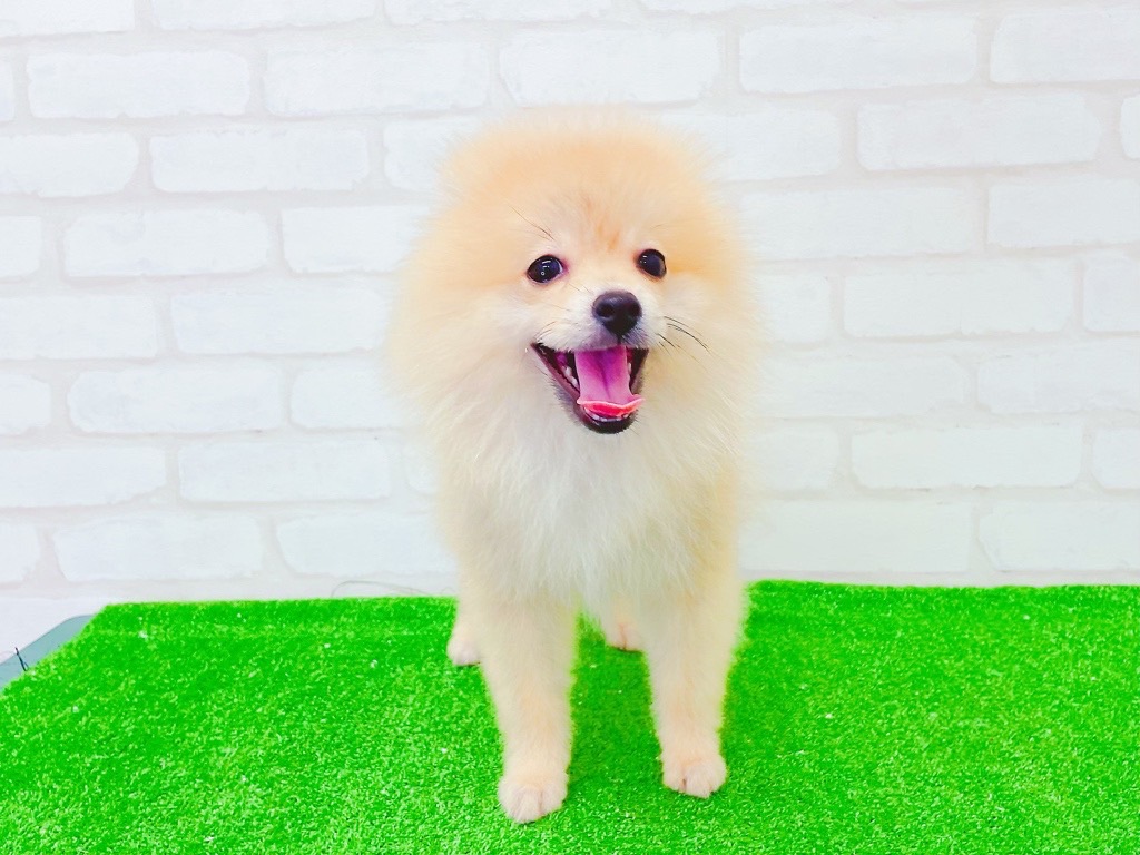 東京都のポメラニアン (かねだい立川店/2025年3月29日生まれ/男の子/オレンジ)の子犬の3枚目の画像
