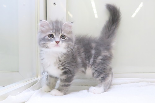神奈川県のハーフ猫・ミックス猫 (かねだい海老名店/2025年6月12日生まれ/男の子/ブルータビーホワイト)の子猫
