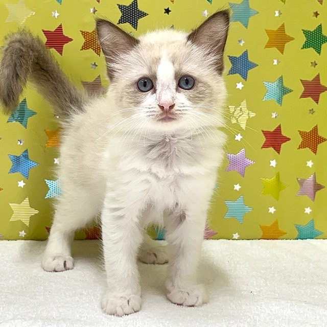 東京都のラグドール (かねだい足立店/2025年6月5日生まれ/女の子/シールポイントバイカラー)の子猫の1枚目の画像