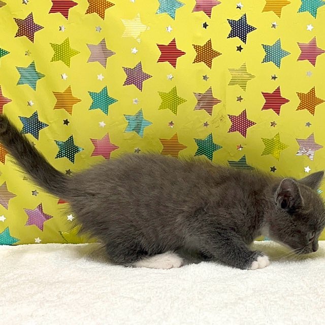 東京都のハーフ猫・ミックス猫 (かねだい足立店/2025年6月14日生まれ/女の子/その他色)の子猫の3枚目の画像