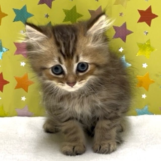 東京都のペルシャ (かねだい足立店/2025年6月10日生まれ/男の子/チンチラゴールデン)の子猫の1枚目の画像