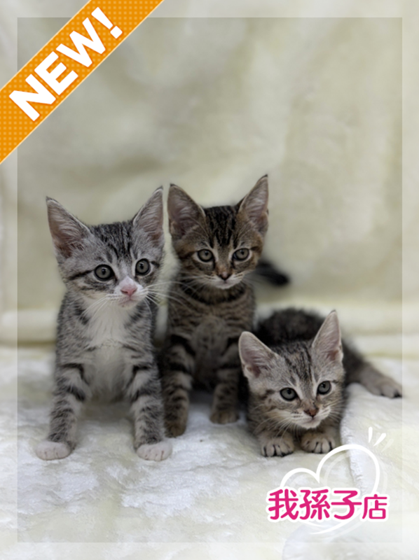 千葉県のハーフ猫・ミックス猫 (かねだい我孫子店/2025年6月7日生まれ/女の子/シルバーパッチドタビー)の子猫の1枚目の画像