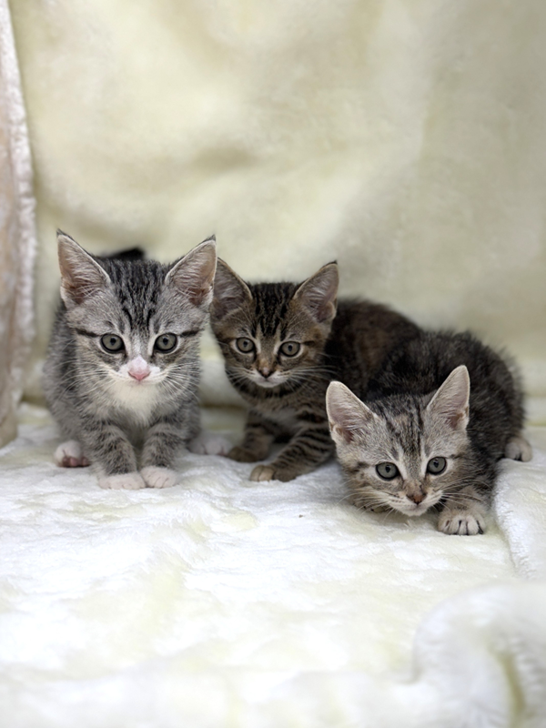 千葉県のハーフ猫・ミックス猫 (かねだい我孫子店/2025年6月7日生まれ/女の子/シルバーパッチドタビー)の子猫の3枚目の画像