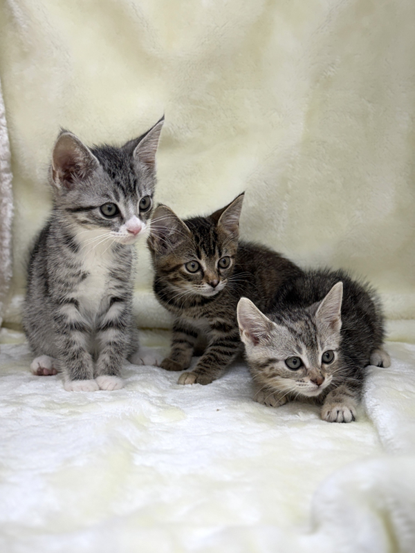 千葉県のハーフ猫・ミックス猫 (かねだい我孫子店/2025年6月7日生まれ/女の子/ブラウンパッチドタビー)の子猫の2枚目の画像