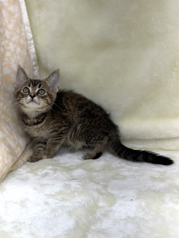 千葉県のハーフ猫・ミックス猫 (かねだい我孫子店/2025年6月7日生まれ/女の子/ブラウンパッチドタビー)の子猫の4枚目の画像