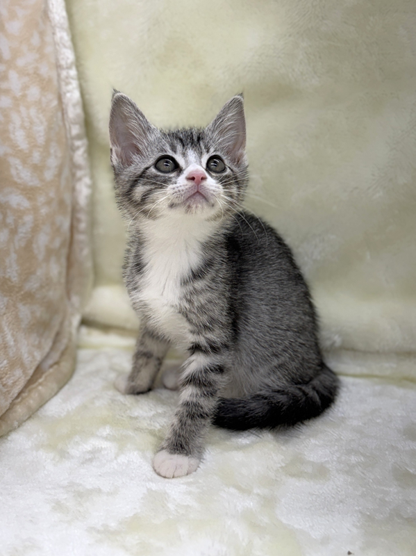 千葉県のハーフ猫・ミックス猫 (かねだい我孫子店/2025年6月7日生まれ/男の子/シルバータビーホワイト)の子猫の4枚目の画像