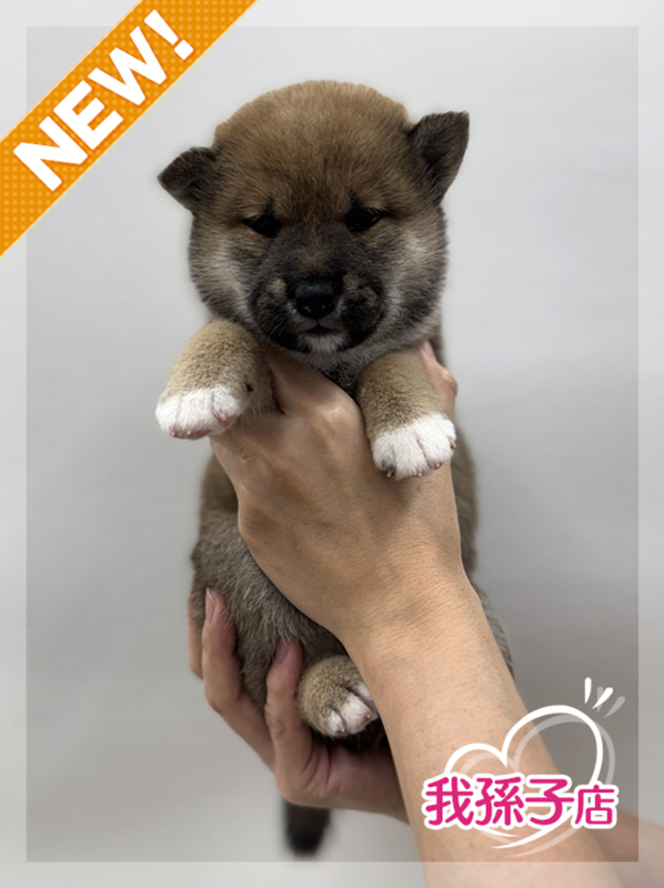 千葉県の柴犬(標準サイズ) (かねだい我孫子店/2025年6月14日生まれ/女の子/赤)の子犬