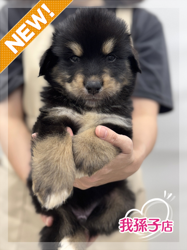 千葉県のハーフ犬・ミックス犬 (かねだい我孫子店/2025年6月14日生まれ/男の子/その他色)の子犬