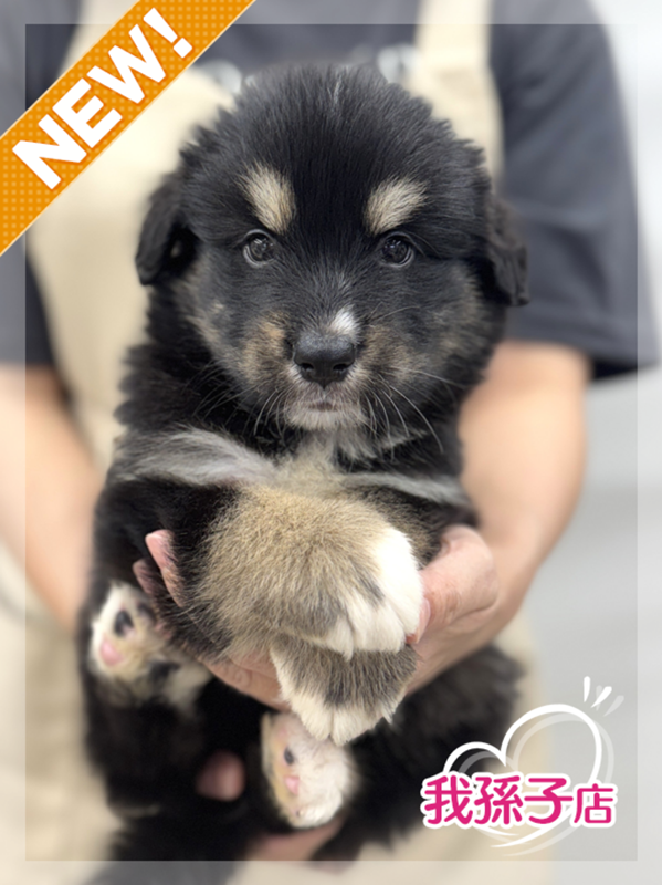 千葉県のハーフ犬・ミックス犬 (かねだい我孫子店/2025年6月14日生まれ/女の子/その他色)の子犬